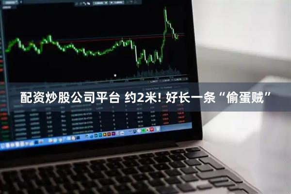 配资炒股公司平台 约2米! 好长一条“偷蛋贼”